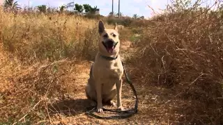 Mysterious Dog (The Trailer). The 48 Hour Film Project, genre Adventure, 2015, Israel