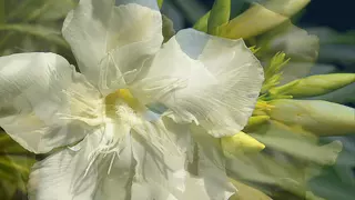 Thomas Newman - WHITE OLEANDER (2002) - Soundtrack Suite