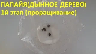 Папайя ( дынное дерево) 1й этап