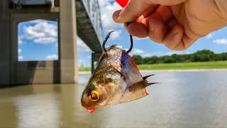 The Hunt For A RIVER MONSTER!!! (Giant Baits)