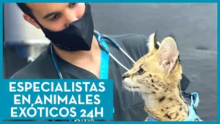 VETERINARIOS ESPECIALIZADOS EN EXÓTICOS 24 HORAS 🦉🐍🐷🐀🐰🐓 - HOSPITAL VETERINARIO PRIVET