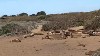 Elephant seals flock to Northern California beaches