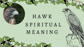 5 Reasons For Seeing The Hawk Spirit Animal | Hawk Spiritual Symbolism