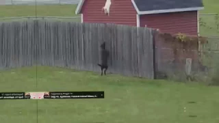 Funny Cat jumps high fence trying to escape from dog!!