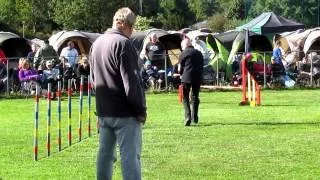 agility  jumping hobby dog 2012 jessie