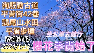 坐公車去健行～櫻花季開始了：狗殷勤古道、平菁街42巷、鵝尾山水田、平溪步道。