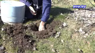 Как избавиться от кротов в саду, на огороде  How to get rid of moles in the garden and the garden