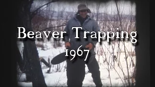 Life of a Beaver Trapper 1967