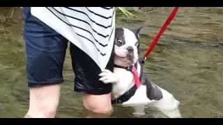 Bulldogs Are Awesome - Funny and Cute French Bulldog Compilation