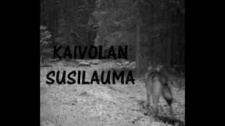 Kaivolan susilauma