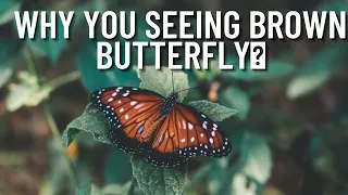 Brown Butterfly Meanings // Why You Seeing Brown Butterfly // check your messages✨