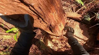 How to wedge a small tree. Method # 4. This method is safest method for those with less experience .