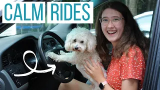 OUR MALTIPOO NO LONGER HATES THE CAR | 5 Ways to Turn Stressful Car Rides Positive for Your Pup