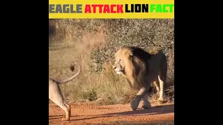 eagle attack lion...#shorts #eagles #youtubeshorts