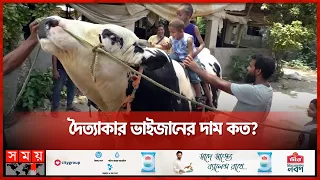 দিনে তিনবার শ্যাম্পু দিয়ে গোসল করে ‘ভাইজান’ | Kurbani Eid 2024 | Cow Price in Jessore | Somoy TV