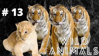 Wildlife Laws: Only the Fastest Will Survive | Free Documentary Nature # 13