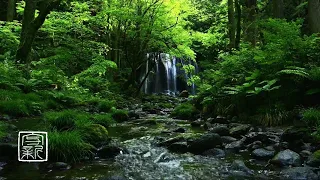 🌳Plant Music.10 HRS, by the River, Bird🐤singing at Secred 💦Water Fall, Japan🇯🇵 #plantmusic