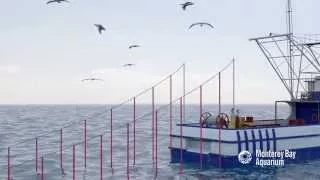 How Seafood is Caught: Longlining