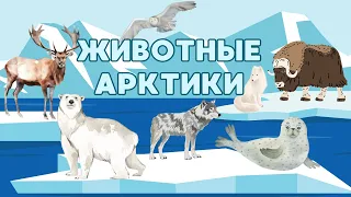 Арктические животные  Животные Арктики  Северные животные  Развивающее видео  Для детей