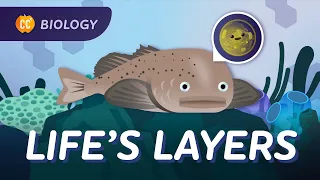 How Life is Organized: Crash Course Biology #4