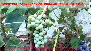 Виноград технический, винный ДУБЛЯНСКИЙ (Пузенко Наталья Лариасовна)