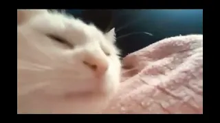 Cat listens to The Kifness