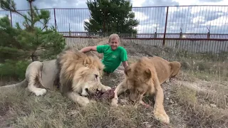 Львы Султан и Руслан с удовольствием ДЕЛЯТ УЖИН !