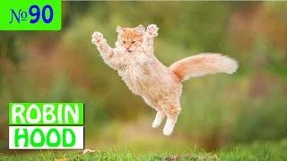 ПРИКОЛЫ 2017 с животными. Смешные Коты, Собаки, Попугаи // Funny Dogs Cats Compilation. Апрель №90