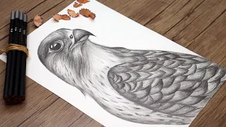 How to Draw a Falcon Step by Step | Realistic Falcon Drawing | Shaheen Sketching Tutorial