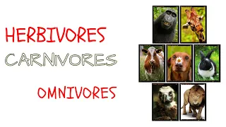 Herbivores Carnivores and Omnivores | Animals and their food | Eating habits of animals |#herbivores