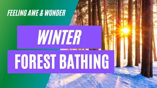 Winter Forest Bathing Invitations For Feeling Awe & Wonder