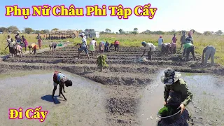 Linh Philip || Phụ Nữ Châu Phi Tập Làm Quen Với Cấy Lúa Nước Việt Nam Tại Chính Quê Hương Mình !!