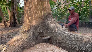 Berantakan… Penebangan 2 Pohon Trembesi tepi Sawah.