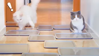 Can Cats Walk Through Water Minefield? | Compilation