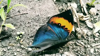 camouflage butterfly..