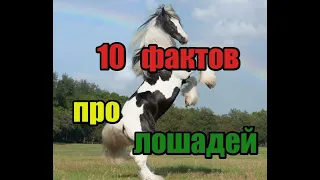 🐎🐎🐎10 фактов про лошадей🐴! Факты которые повергнут вас в шок! Это очень интересно!