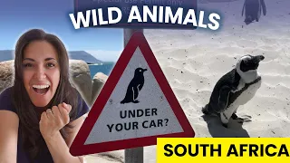 Penguins at BOULDER BEACH & Sea Lions at SIMON'S TOWN, Cape Town, South Africa | Places to Visit!
