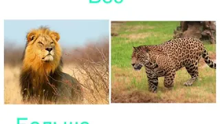 Лев против ягуара