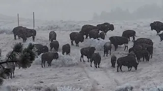 Bison hunt