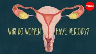 Why do women have periods?
