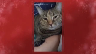 Sweet Brown Tabby Bengal Mix Cat For Adoption in Jacksonville Florida - Meet Josi