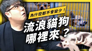 【 志祺七七 】台灣的流浪動物為什麼這麼多！？留言區超重要！