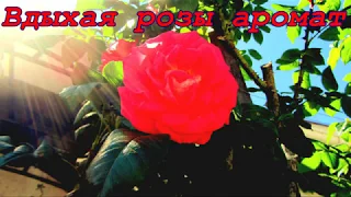 Вдыхая ароматы роз