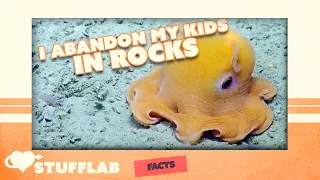 Facts About the Dumbo Octopus | Facts | Stuff Lab