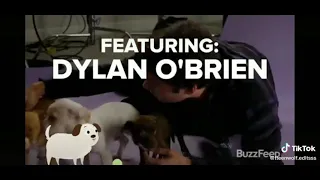 Dylan O'Brien with puppy's