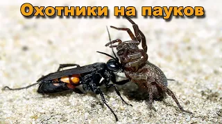 Помпилы  Охотники на пауков