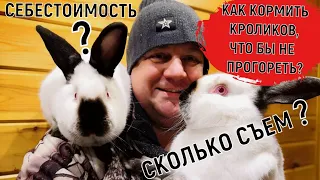 КАК КОРМИТЬ КРОЛИКОВ? ЧТО БЫ НЕ  ПРОГОРЕТЬ!!!!