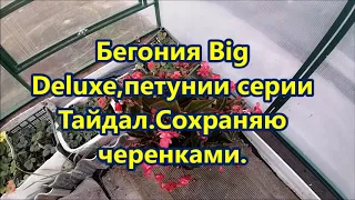 Сохранение черенками.Бегония серии  Big  Deluxe .Петуния  серии Тайдал.