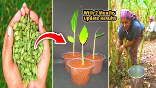 Grow Cardamom Plant from Seeds || How to germinate Cardamom Seeds at home