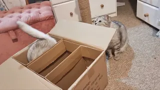 Кошки изучают новую трёхкомнатную коробку